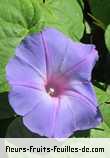 Fleurs-Fruits-Feuilles d'ipomoea indica