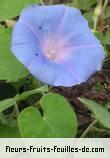 Fleurs-Fruits-Feuilles de ipomoea nil