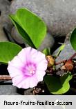 Fleurs-Fruits-Feuilles de ipomoea pes_caprae