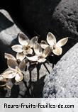 fruits de ipomoea pes_caprae