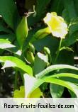 Fleurs-Fruits-Feuilles de ipomoea tuberosa