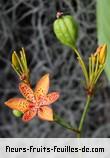 Fleurs-Fruits-Feuilles d'iris domestica