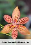 Fleurs de iris domestica