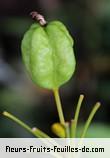 Fruit de iris domestica