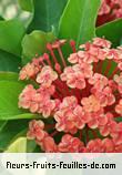 Fleurs de ixora coccinea
