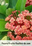 Fleurs-Fruits-Feuilles de ixora coccinea