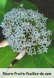 Fleurs-Fruits-Feuilles d'ixora finlaysoniana