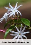 Fleurs-Fruits-Feuilles de jasminum laurifolium