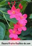 Fleurs-Fruits-Feuilles de jatropha integerrima