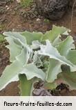 Feuilles de kalanchoe beharensis