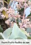 Fleurs de kalanchoe beharensis