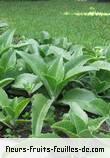 Feuilles de kalanchoe gastonis_bonieri