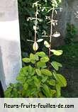 Fleurs-Fruits-Feuilles de kalanchoe pinnata