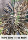 Fleurs-Fruits-Feuilles de kalanchoe serrata_magic_tower