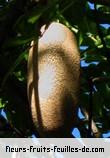 Fleurs-Fruits-Feuilles de kigelia africana