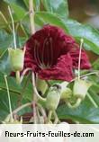 Fleurs de kigelia africana