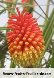 Fleurs-Fruits-Feuilles de kniphofia species