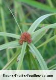 Famille des cyperaceae