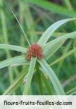 Fleurs-Fruits-Feuilles de kyllinga clata