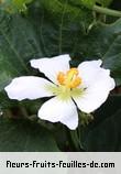 Fleurs de lagenaria sphaerica