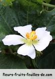 Fleurs-Fruits-Feuilles de lagenaria sphaerica