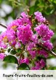 Fleurs-Fruits-Feuilles de lagerstroemia indica