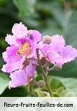 Fleurs de lagerstroemia speciosa