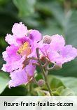 Fleurs-Fruits-Feuilles de lagerstroemia speciosa