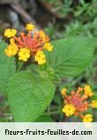 Fleurs-Fruits-Feuilles de lantana camara