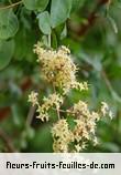 Fleurs de lawsonia inermis