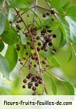 Fruit de lawsonia inermis