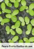 Fleurs-Fruits-Feuilles de lemna minor