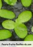 Feuilles de lemna minor