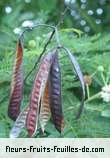 Fleurs-Fruits-Feuilles de leucaena leucocephala