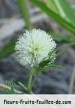 Fleurs de leucaena leucocephala