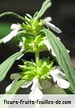 Fleurs-Fruits-Feuilles de leucas lavandulifolia