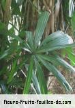 Fleurs-Fruits-Feuilles de licuala grandis