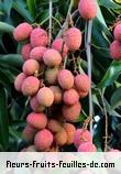 Fruit de litchi chinensis