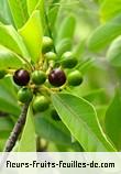 fruits de litsea glutinosa