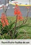 Fleurs-Fruits-Feuilles de lomatophyllum macrum