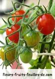 fruits de lycopersicon esculentum_cerasiforme