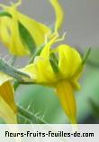 Fleurs de lycopersicon esculentum_cerasiforme