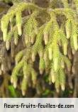 Fleurs-Fruits-Feuilles de lycopodiella cernua