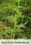 Feuilles de lycopodium clavatum