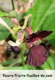 Fleurs-Fruits-Feuilles de macroptilium atropurpureum