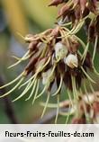 Fleurs de madhuca longifolia