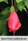 Fleurs-Fruits-Feuilles de malvaviscus penduliflorus