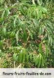 Fleurs-Fruits-Feuilles de manihot esculenta