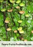 Feuilles de marchantia polymorpha