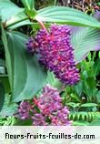 Fleurs-Fruits-Feuilles de medinilla magnifica